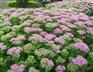 山东宿根花卉||宿根花卉种植基地【花灯园艺造型】