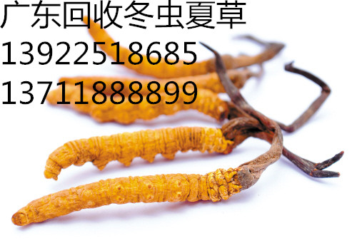 莞城那里回收冬虫夏草 莞城回收冬虫夏草 莞城冬虫夏草回收
