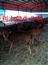 安阳小黄牛养殖场
