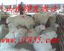 新乡鲁西黄牛养殖场