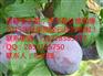 脆红李修剪，湖南脆红李批发，湖南李子苗培育