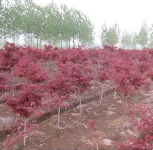 【綠苑】合肥紅楓供應(yīng)，合肥紅楓精品，合肥紅楓價(jià)格，海量供應(yīng)