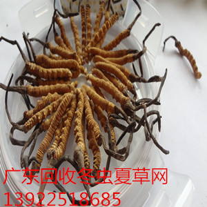 天河回收玉树冬虫夏草 天河回收冬虫夏草 天河冬虫夏草回收