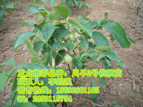 銅仁核桃苗，貴州核桃苗，思南縣核桃苗，川早二號核桃苗