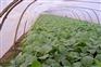 首信农膜出售最新EVA农膜：EVA农膜价格范围