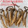 肇庆四会回收冬虫夏草
