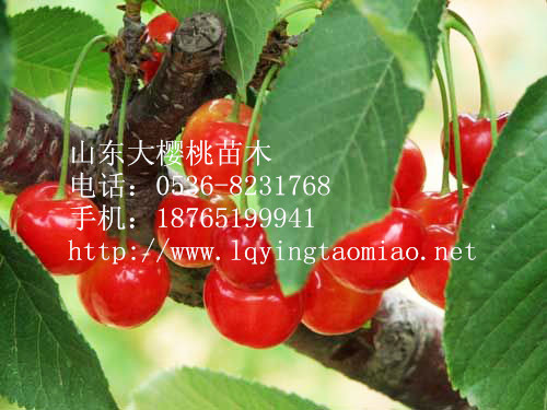 哪里能買到便宜的【考爾特砧木】