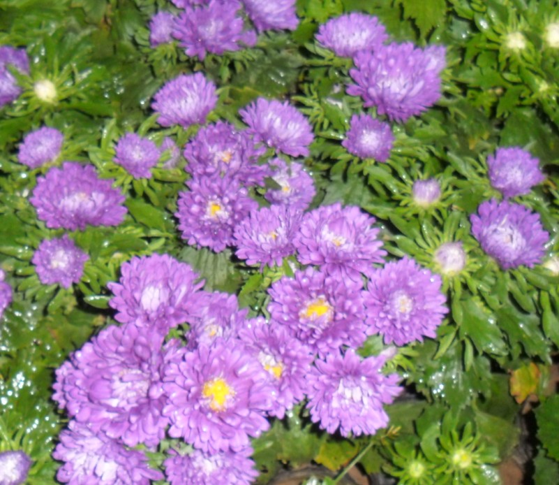 【各地雛菊種植基地】山東雛菊|河北雛菊|山西雛菊|天津雛菊