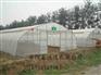 食用菌温室大棚工程 温室大棚建设造价咨询通达温室公司