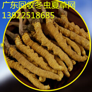 东莞回收虫草厚街回收虫草&nbsp;&nbsp;东莞厚街回收虫草