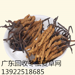 东莞回收虫草厚街回收虫草&nbsp;&nbsp;东莞厚街回收虫草