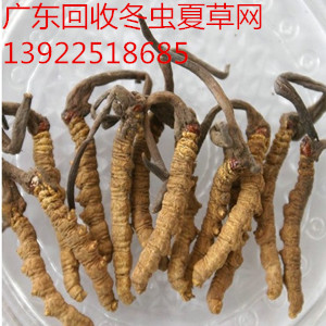 东莞回收虫草厚街回收虫草&nbsp;&nbsp;东莞厚街回收虫草