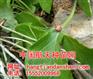 供应旱半夏种子