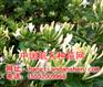 供应一年生金银花