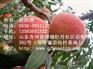 【映霜红桃】潍坊映霜红桃 潍坊映霜红桃苗 潍坊映霜红桃价格