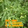 贵州核桃苗，铜仁川早核桃苗种植时间，铜仁核桃苗投产时间