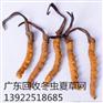 河源东源回收泡水冬虫夏草
