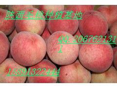 脆蜜王毛桃价格  冬枣  苹果