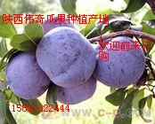 黑宝石李子价格  毛桃  冬枣
