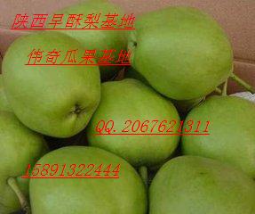 陕西早酥梨价格  李子  冬枣