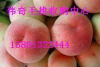 红布林李子产地  毛桃  冬枣