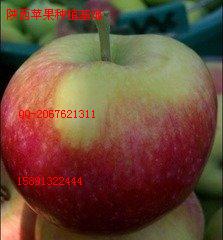 陕西苹果价格  李子  毛桃