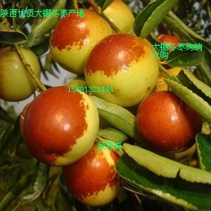 陕西油桃价格  冬枣  毛桃
