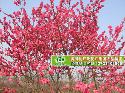 河南紅葉碧桃哪里量大便宜