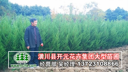 河南龍柏苗低價(jià)出售
