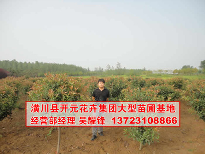 河南紅葉石楠球,潢川紅葉石楠苗,高桿紅葉石楠