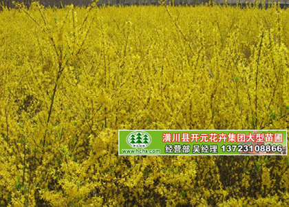 河南連翹苗_潢川連翹_河北連翹苗_山西連翹苗