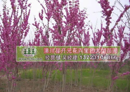 河南紫荊_潢川紫荊苗_鄢陵紫荊苗