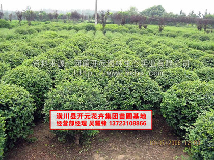 河南小葉女貞球 _潢川女貞球_河南小葉女貞苗