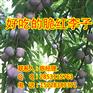 四川李子苗,南充脆红李子苗的批发价格,脆红李子苗的品种特点