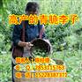 四川李子苗,乐山李子苗有什么好品种?乐山李子苗最佳的种植时间