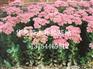 永清苗木花卉/永清苗木花卉价格