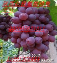陕西葡萄价格，夏黑葡萄价格