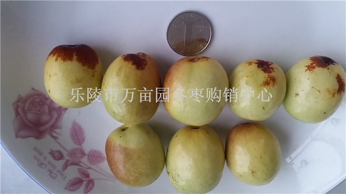 山东鲜梨枣批发收购价格  鲜梨枣产地  鲜梨枣代办  山东鲜枣基地