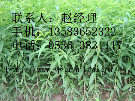 【口碑好】潍坊突围桃苗出售_山东潍坊突围桃苗价格
