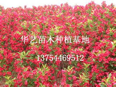 陕西红王子锦带/陕西红王子锦带价格