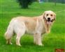 大同声誉好的拉布拉多猎犬供应商推荐：大同拉布拉多