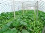 青州温室大棚——有口碑的草莓大棚搭建就在盛强温室科技工程公司