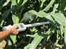 植物冠层分析仪