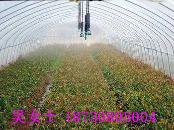 大棚噴灌系統(tǒng) 移動(dòng)式噴灌車(chē) 行走式水車(chē)商城