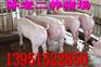上饶最新猪仔价格