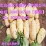 ★★秋季土豆种子★★农科院高产脱毒土豆种子★★发往全国各地★