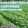 ￥￥土豆种子价格￥￥★★土豆种子批发★★全国最大种子批发地★