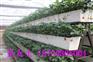 立体式种植架 草莓栽培槽 无土种植槽商家
