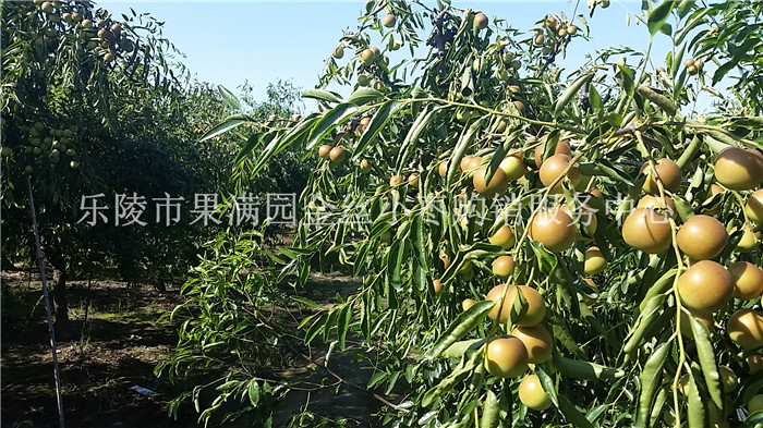 山东冬枣批发  沾化冬枣  冬枣价格  冬枣产地