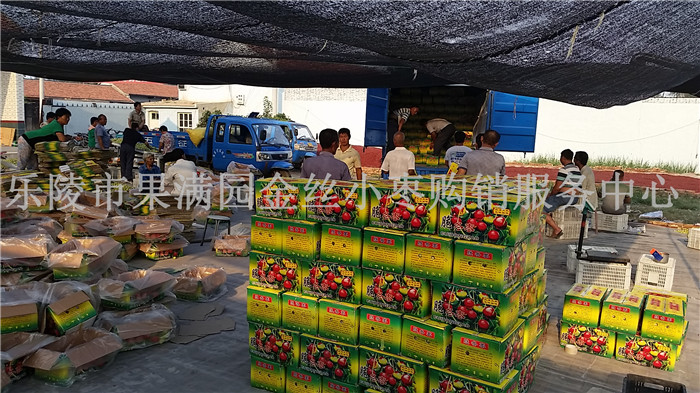 山东鲜枣上市价格  鲜枣批发  鲜枣产地供应商  乐陵鲜枣